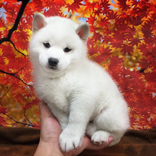 柴犬