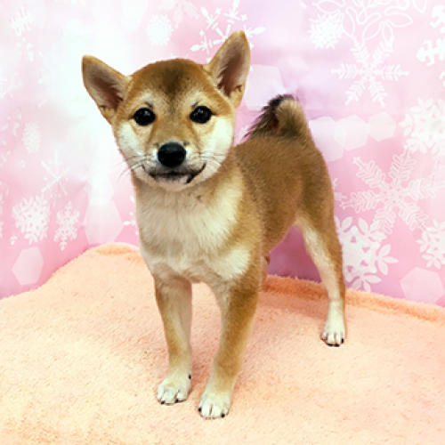 柴犬