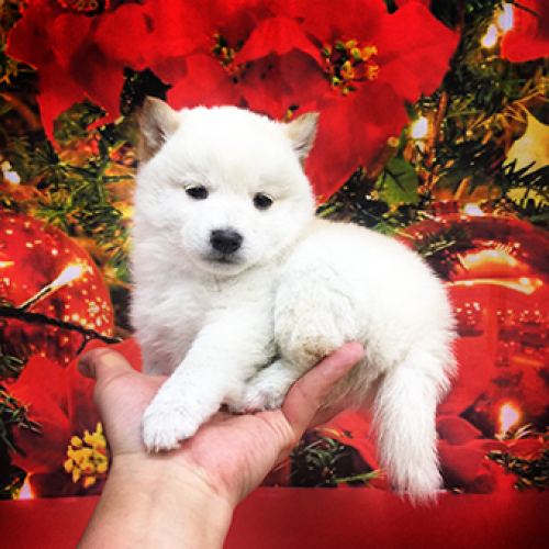 柴犬