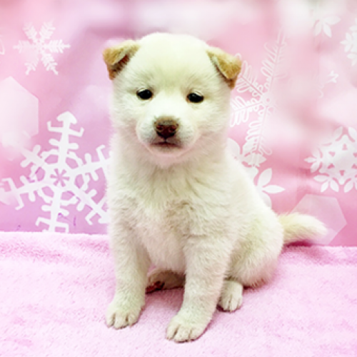 柴犬