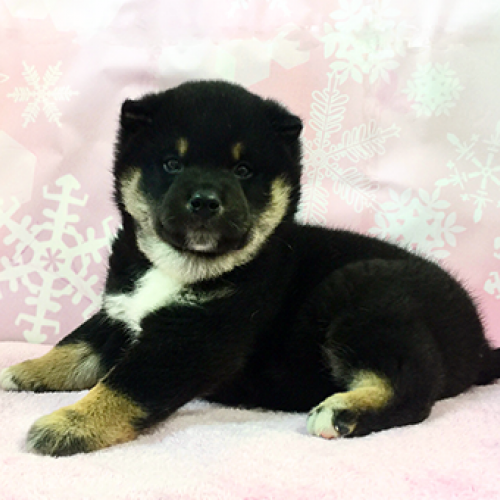 柴犬
