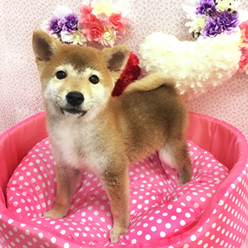 柴犬