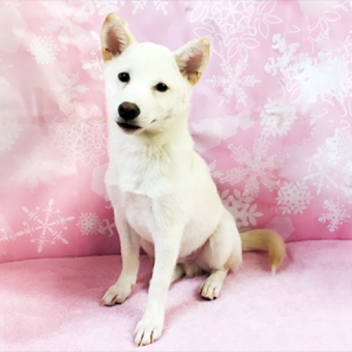 柴犬