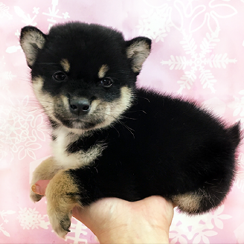 柴犬