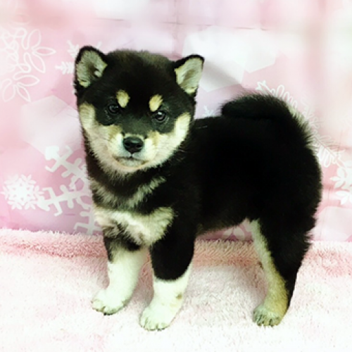 柴犬
