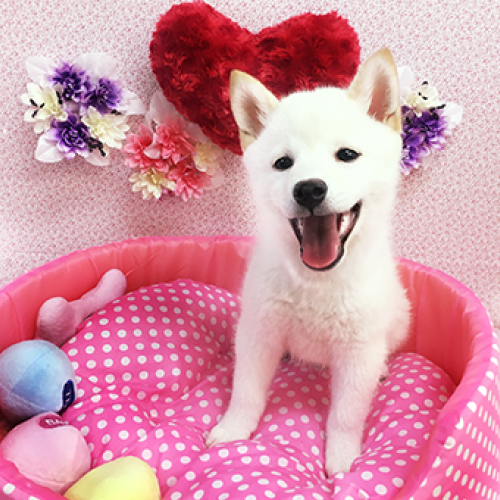 柴犬