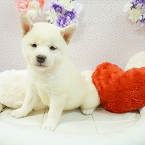 柴犬