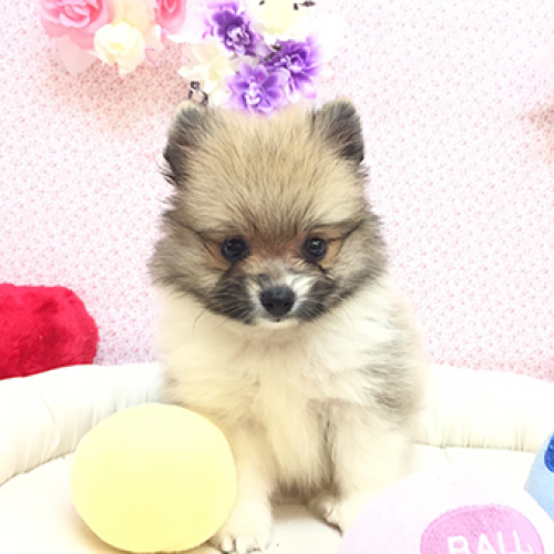 ポメラニアン
