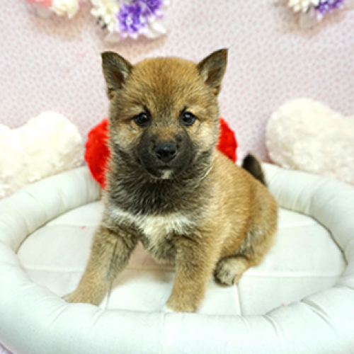 柴犬