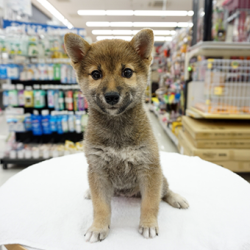 柴犬