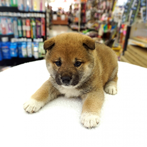 柴犬