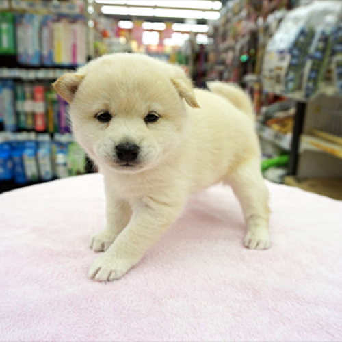 柴犬