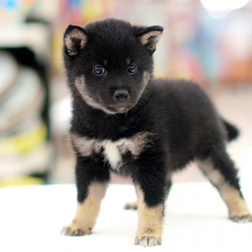 柴犬