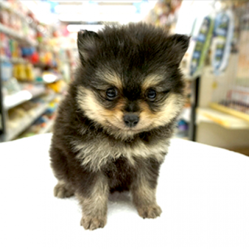 ポメラニアン