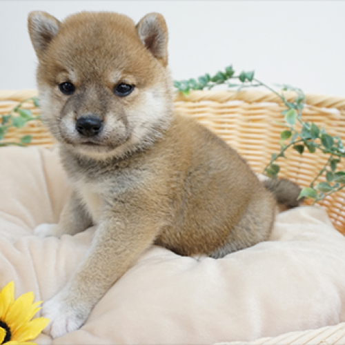 柴犬
