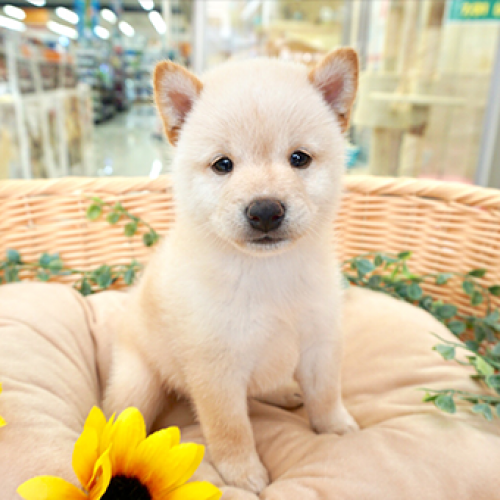 柴犬