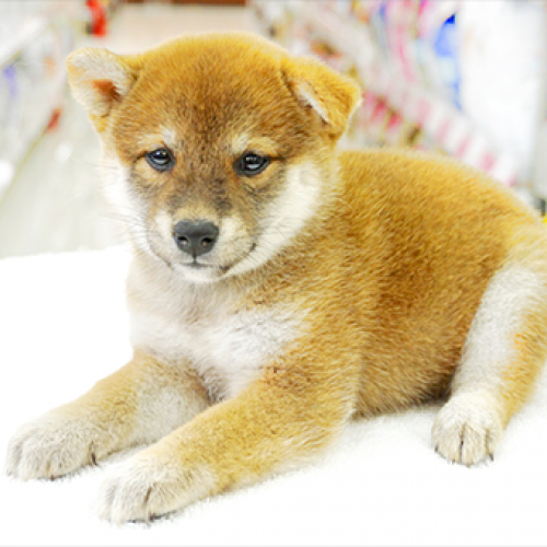 柴犬