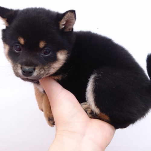 柴犬