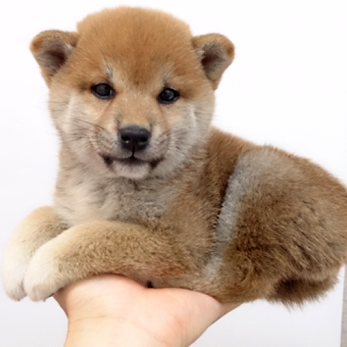 柴犬