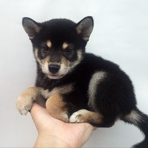 柴犬