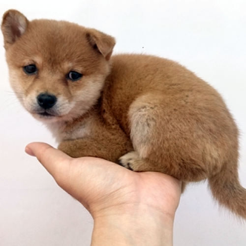 柴犬
