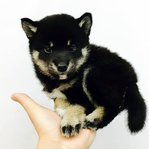 柴犬