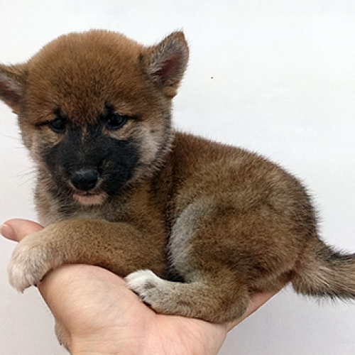 柴犬