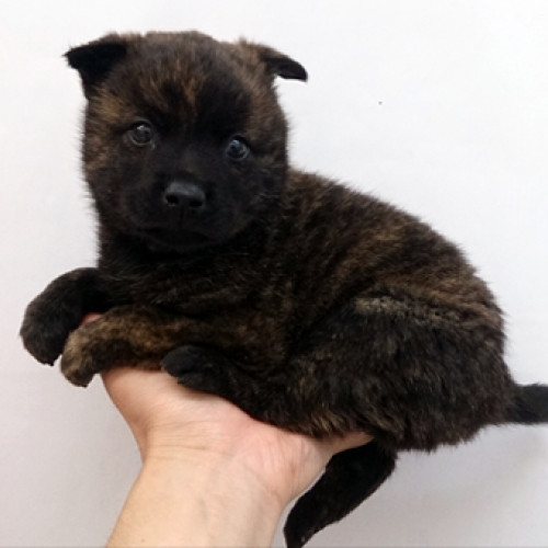 甲斐犬