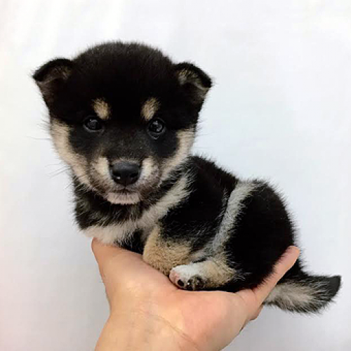 柴犬