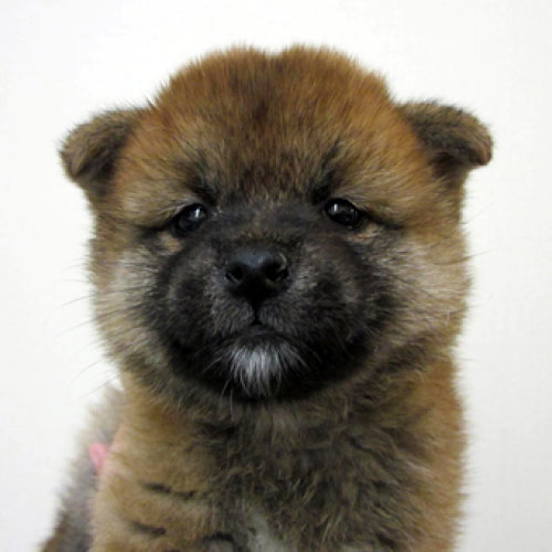 柴犬