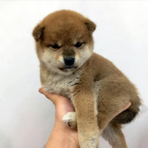 柴犬