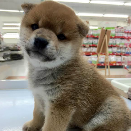 柴犬