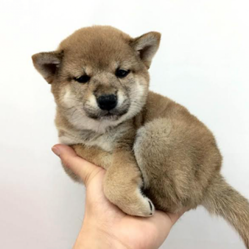 柴犬