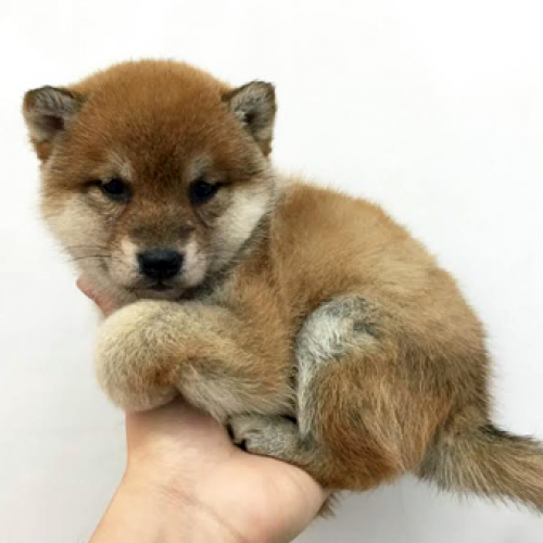 柴犬