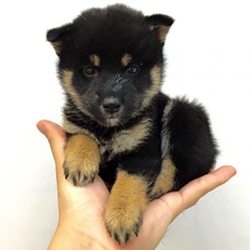 柴犬