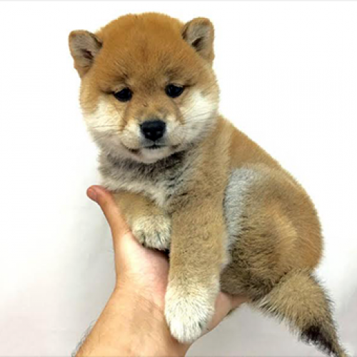 柴犬