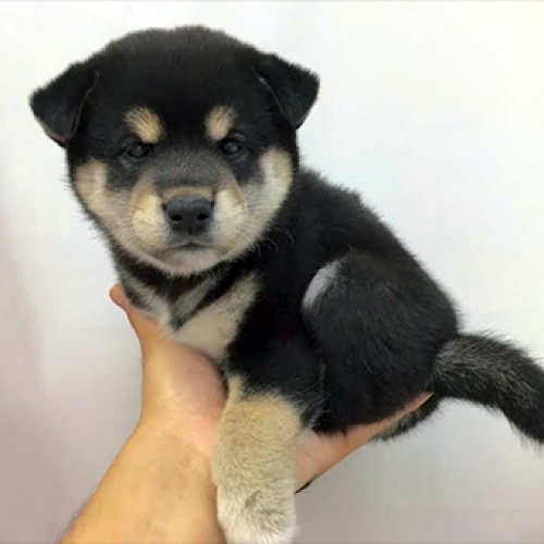柴犬