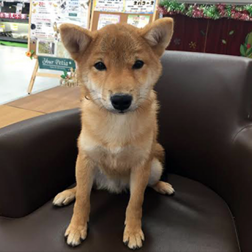 柴犬