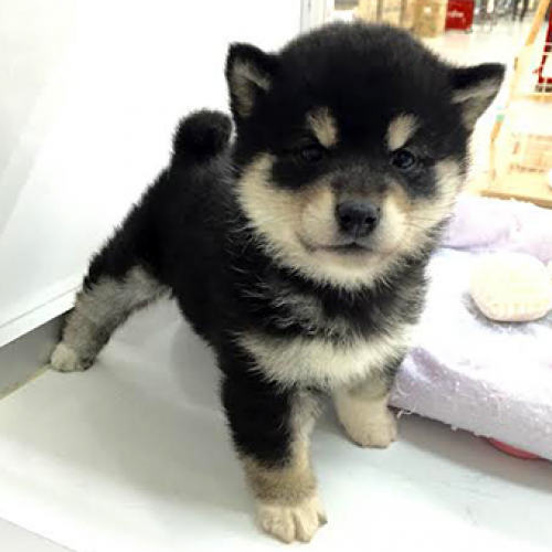 柴犬