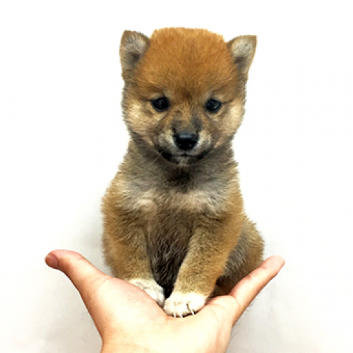 柴犬