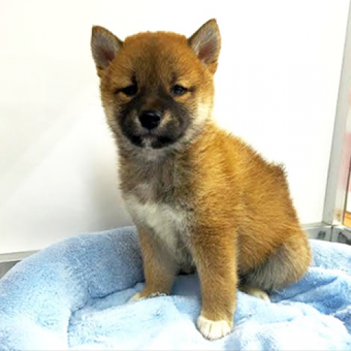 柴犬
