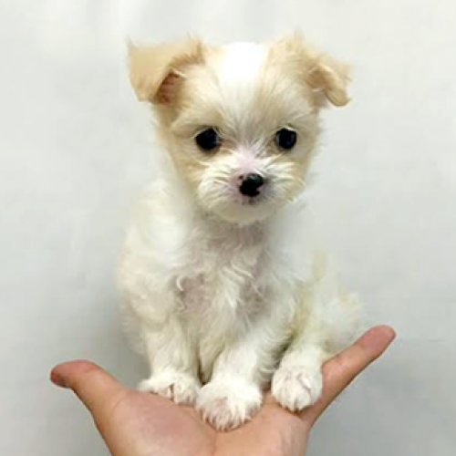 MIX