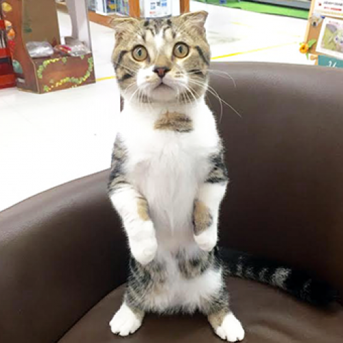 マンチカン