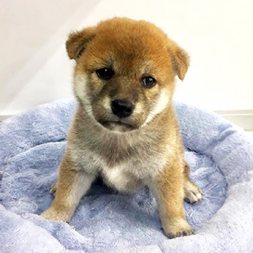 柴犬