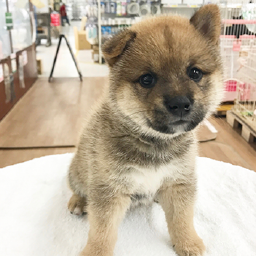 柴犬