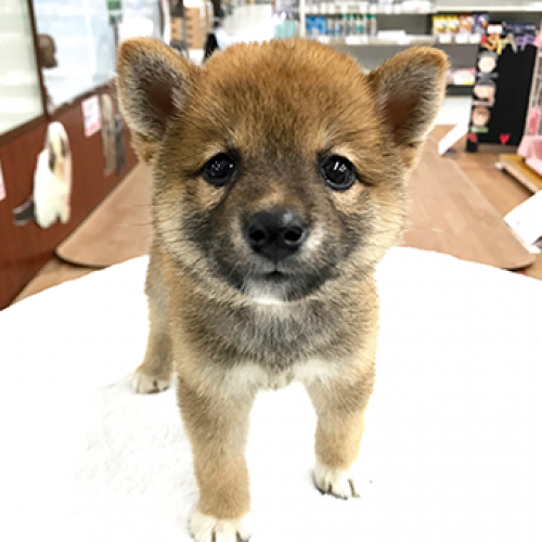 柴犬