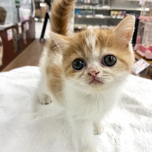 エキゾチック