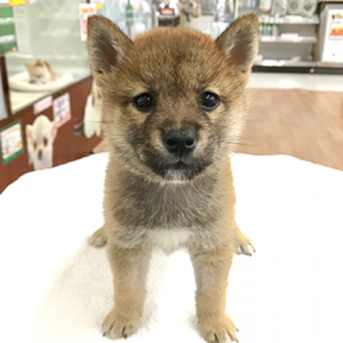 柴犬