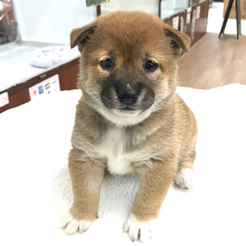 柴犬