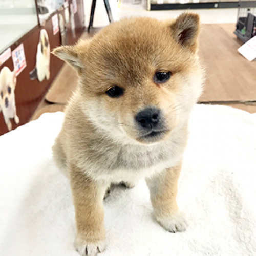 柴犬